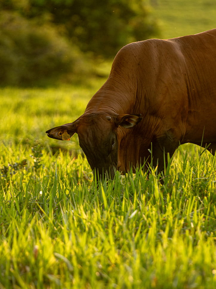 Touro em um pasto, usado como imagem de apoio para a comunicação da Corteva e da linha Pastagem.